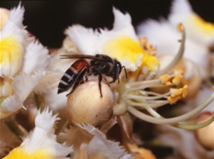 コミツバチ <i>Apis florea</i> Fabricius ミツバチ科 (バングラデシュ) コミツバチ <i>Apis florea</i> Fabricius ミツバチ科 (バングラデシュ)